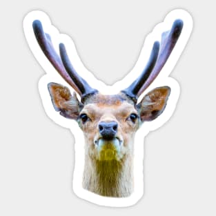 Sitka deer in velvet Sticker